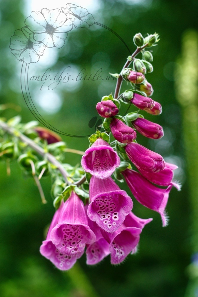 IMG_3898-01 | only.this.little.world - Realisiert mit Pictrs.com