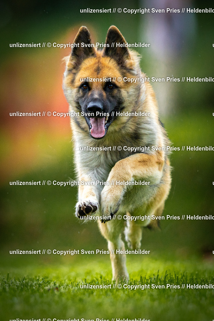 Sven Pries | 2025-09-21 - Hunderennen Baden-Oos - Realisiert mit Pictrs.com