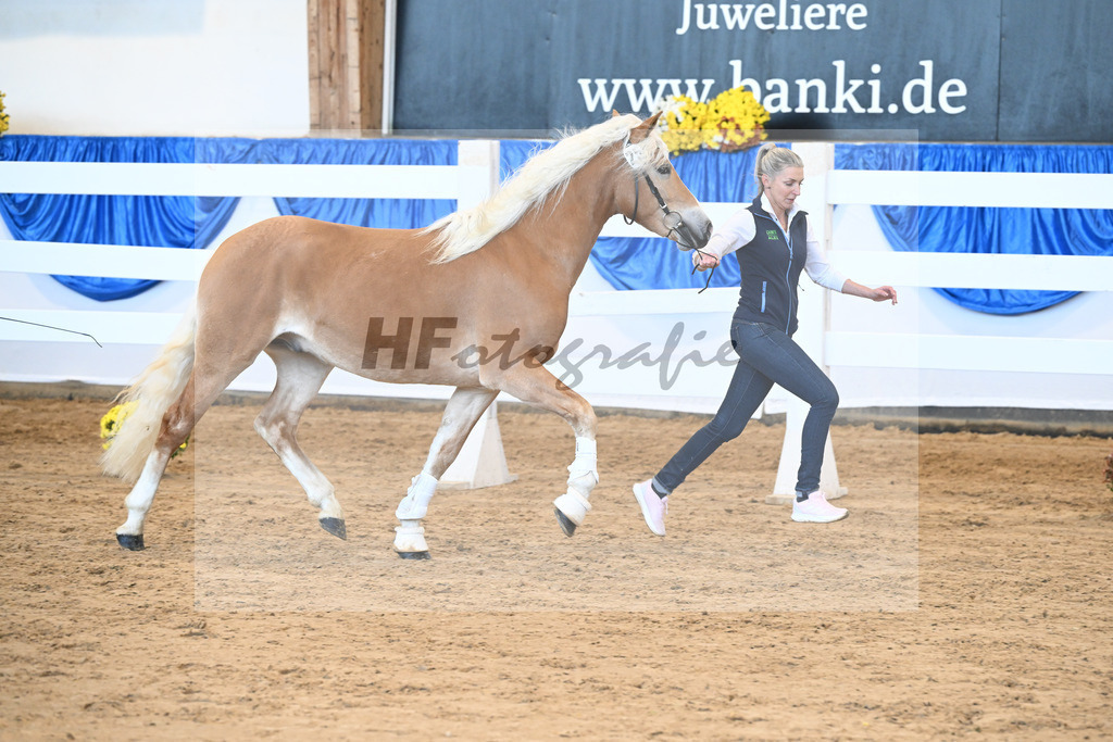 Kat-Nr. 25 Bandit v. Barios_Haflingergestuet Meura_48250540 | hf-fotografie - Realisiert mit Pictrs.com