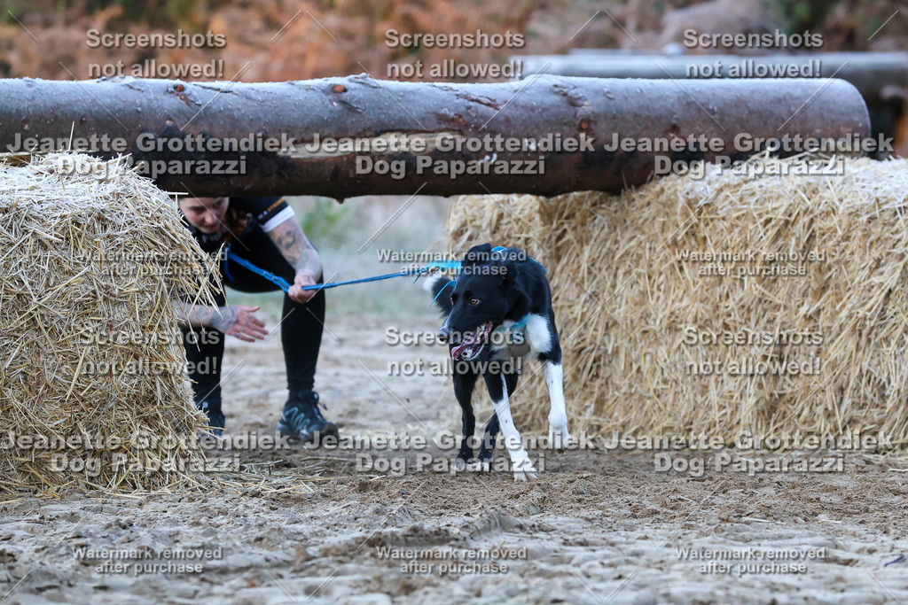 Dog Paparazzi - Strongdog 10-25-269 | Dog Paparazzi Jeanette Grottendiek Fotografie & Videografie - Realisiert mit Pictrs.com