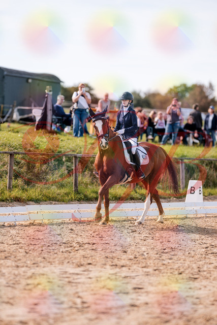2026_10_03_Siefer-Hof_133126_Z81_85360677 | Professionelle Reitsport-, Turnier- und Eventfotografie von Robert Broda. Galerien mit ausgewählten und bearbeiteten Bildern direkt online ansehen und bestellen.
