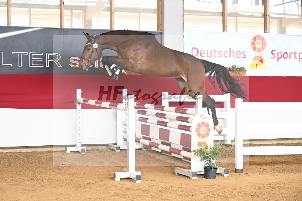 Kat-Nr. 38 Championesse Blue Diamond v. Charthago Blue_Reinhardt_7250880 | hf-fotografie - Realizzato con Pictrs.com