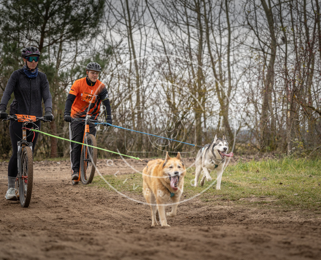 Pfotenfotografie_DV3A0182 | Hundefotografie, Tierfotograf, Pfotenfotografie, Fotoshooting Hund, Hunde Portrait, Hundesport, Hundeportraits, Heideshooting, Hunde, Sportfotograf, Hundefotograf, Turnierhundsport, THS,  - Realisiert mit Pictrs.com