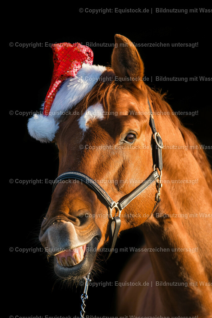 20151210_TOMsPiC_0348 | equistock