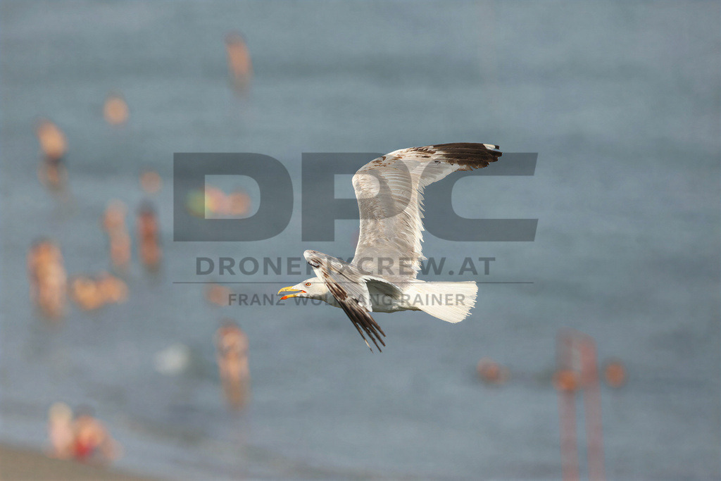 Yellow-legged Gull (Larus michahellis) | Yellow-legged Gull (Larus michahellis), a large gull species commonly found along Mediterranean coasts, rocky shorelines, harbours and coastal areas. - Realisiert mit Pictrs.com