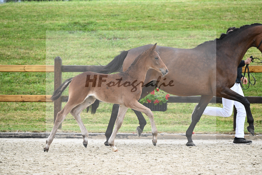 Kat-Nr. 48 HF Benicio_Fischer_17231525 | hf-fotografie - Realisiert mit Pictrs.com