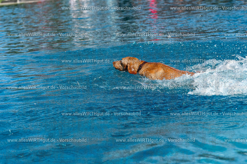 Hundeschwimmen_Volksbad_2026-allesWIRTHgut_Tierfotografie-2609061119-FAY06204 | Professionelle Tierfotografie in Mönchengladbach von Daniel Wirth (allesWIRTHgut). Liebevolle & natürliche Bilder von Hunden & Katzen für unvergessliche Erinnerungen.