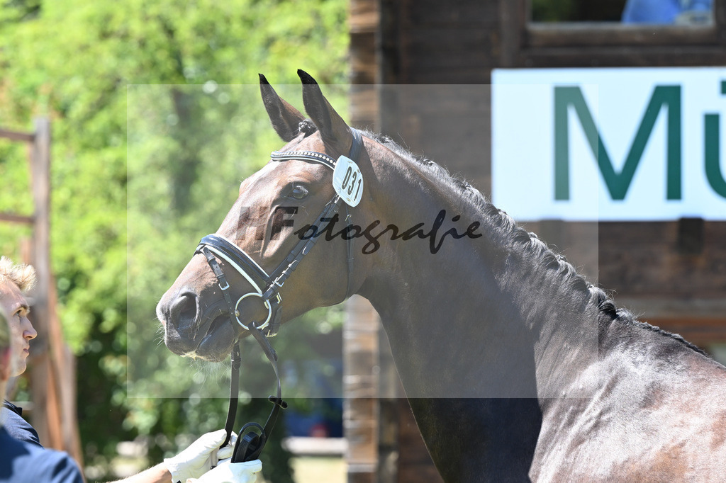 Kat-Nr. 31 Seasalt v. Kingston JZ_Joner_19250635 | hf-fotografie - Realizzato con Pictrs.com