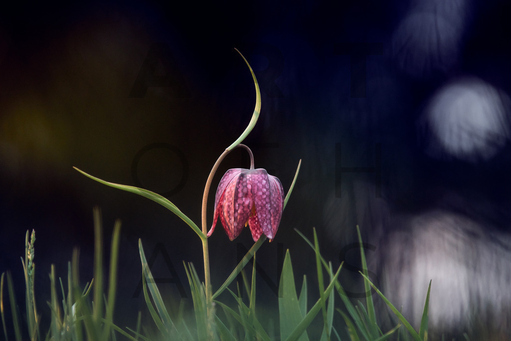 Ein Hans Fineart Original | Entdecke die Kunst von Hans Fineart - Fotografien für dein Zuhause. Verwandle deine Wände mit einzigartigen Kunstwerken und bringe die Schönheit der Welt in dein Leben. Bestelle jetzt und schaffe einen Ort der Inspiration und Eleganz.