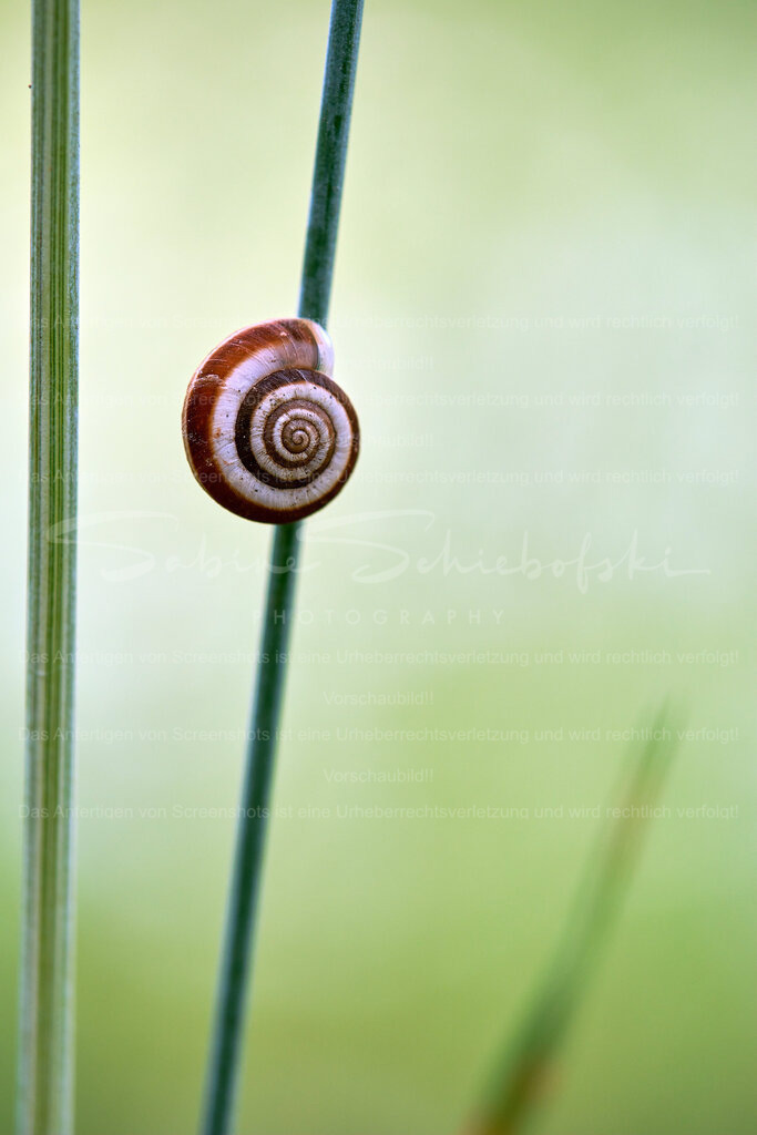 Wandbild @home | People- und Tierfotografie, Imageaufnahmen, Veranstaltungsfotografie und Wandbilder aus der Natur ★ Made in Germany ✔️ Druck + Downloads ✔️ Naturfotografie in Top Qualität ★ schneller Versand, weltweite Lieferung! - Realisiert mit Pictrs.com