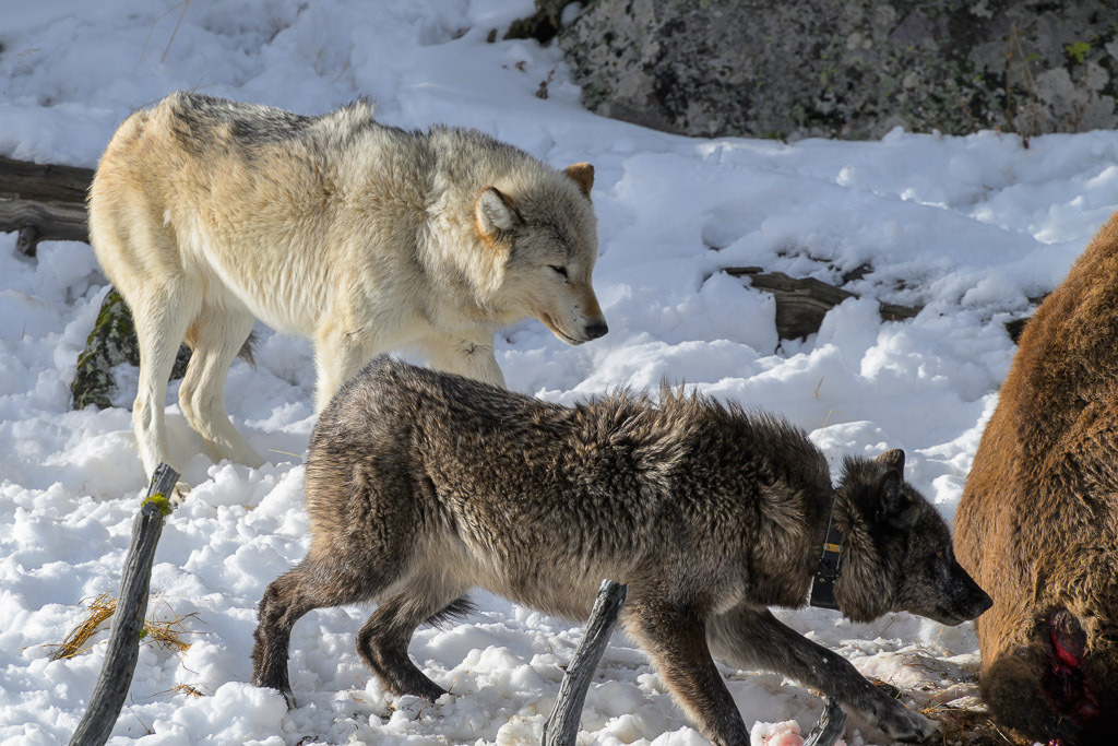 2024-279 | Dramatische Begegnung: Bison und Wölfe am Firehole River. - Realisiert mit Pictrs.com