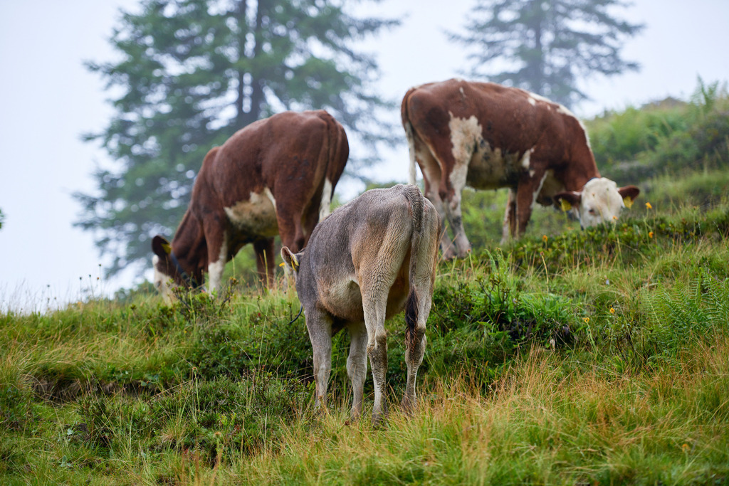 Weidende Kühe auf der Alpe | Laterns, Austria - July 26, 2017: Weidende Kühe auf der Alpe, im Hintergrund Tannen. - Realisiert mit Pictrs.com