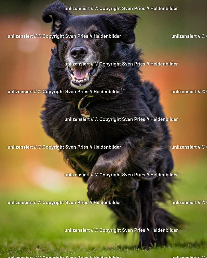 Sven Pries | 2024-09-22 - Hunderennen Baden-BadenPudelverein - Realisiert mit Pictrs.com