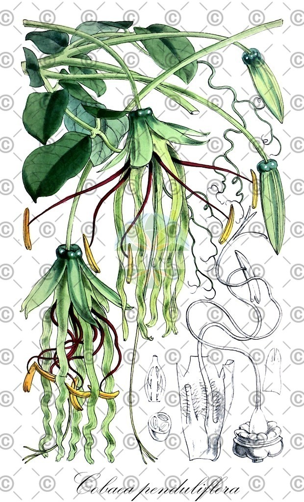 HistAbb_EMP_7502579_1_SIMPLE | Historische Abbildung von Cobaea penduliflora - Polemoniaceae | Historical Illustration of Cobaea penduliflora - Polemoniaceae