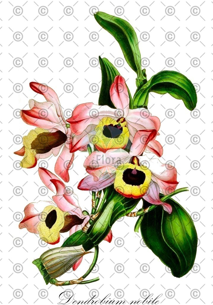 HistAbb_wfo-0000862391_1_ENZY_Simple | Historische Abbildung von Dendrobium nobile - Orchidaceae | Historical Illustration of Dendrobium nobile - Orchidaceae