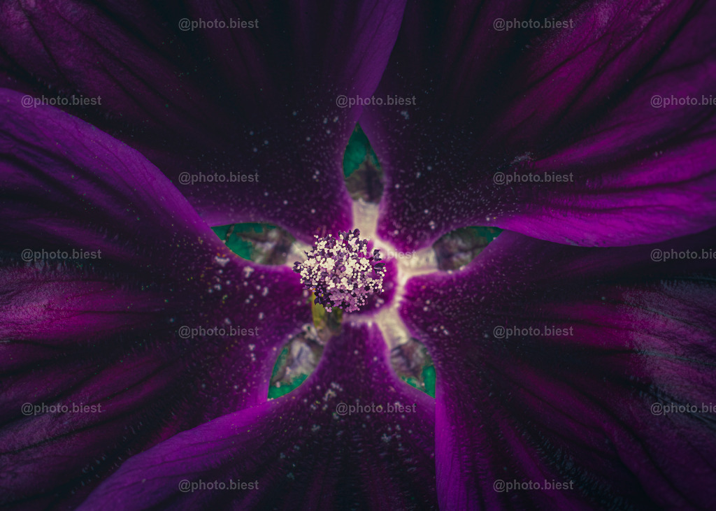 Purple Star | Die wunderschöne Blüte der Wilden Malve. - Realisiert mit Pictrs.com