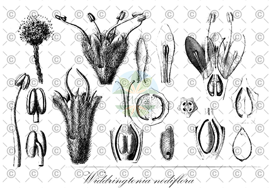 HistAbb_wfo-0001186771_1_ENZY_Simple | Historische Abbildung von Widdringtonia nodiflora - Cupressaceae | Historical Illustration of Widdringtonia nodiflora - Cupressaceae