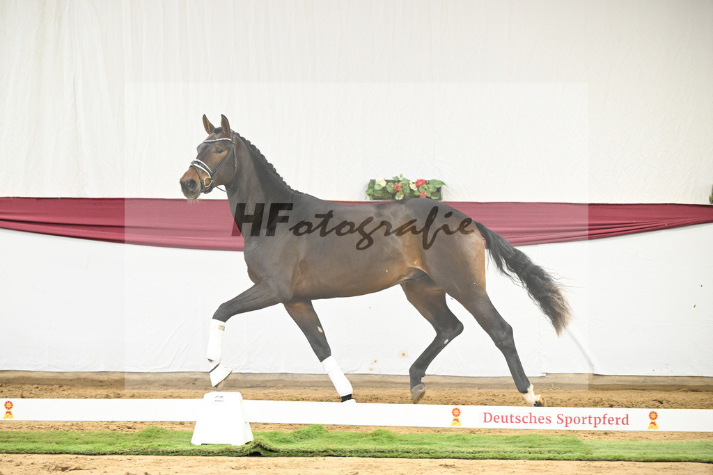 Kat-Nr. 139 Escolar x Rubin-Royal_2M2 Horese I Bastad AB_47250330 | hf-fotografie - Realisiert mit Pictrs.com