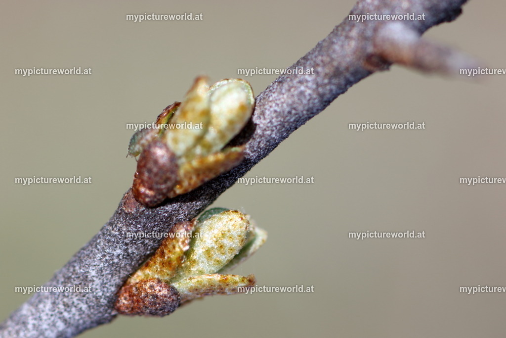 Sanddorn-001 | Das Bilderarchiv über Tiere, Planzen und Landschaften. In der Bilddatenbank finden Sie ein große Auswahl an hochwertigen Bilder für Ihre Werbung - Realisiert mit Pictrs.com