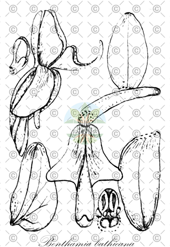 HistAbb_wfo-0000562587_1_ENZY_Simple | Historische Abbildung von Benthamia bathieana - Orchidaceae | Historical Illustration of Benthamia bathieana - Orchidaceae