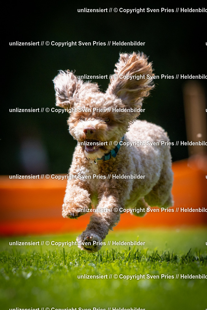 Sven Pries | 2025-08-10 - Hunderennen Durlach - Realisiert mit Pictrs.com