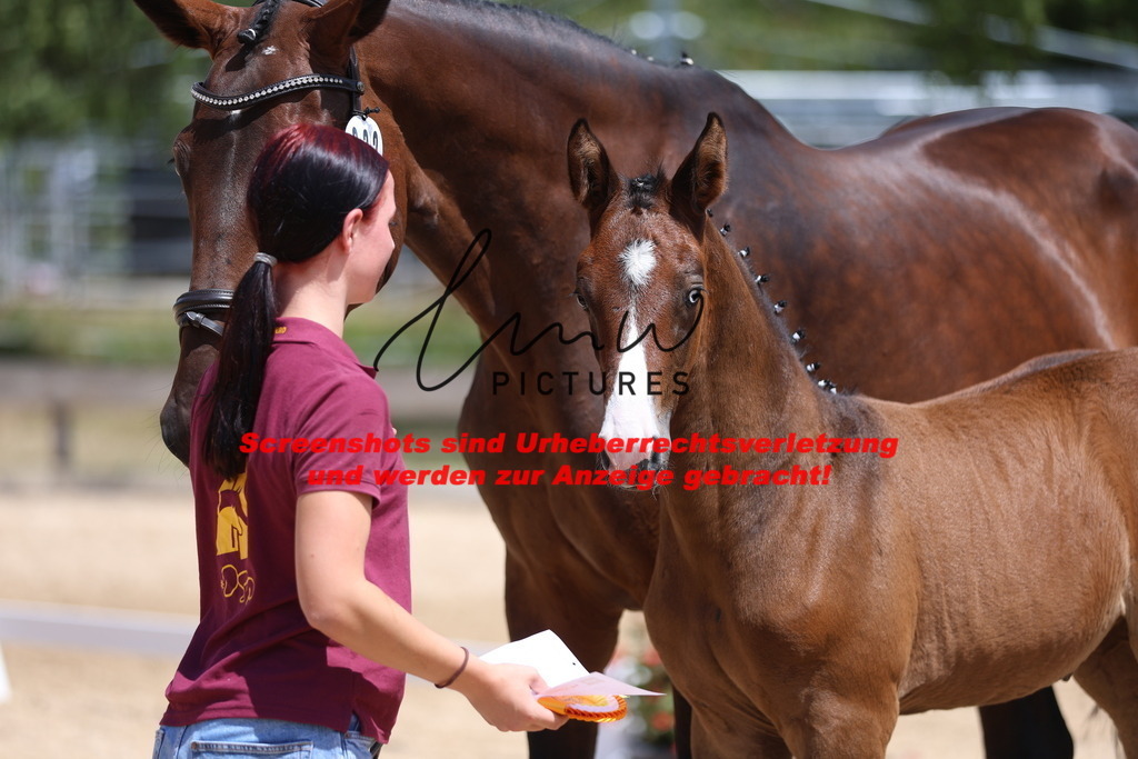 Fohlenschau_Schwäbisch_Hall_springbetonte_Fohlen_KN 32_25 | lmwpictures - Realisiert mit Pictrs.com