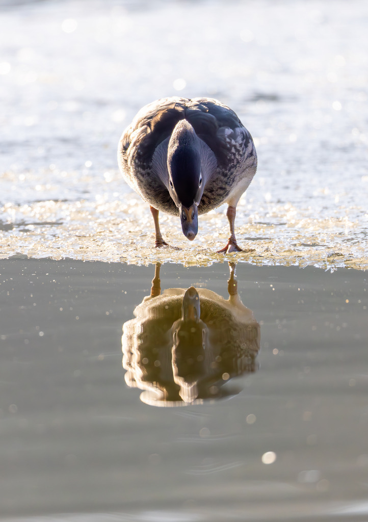 Die Mandarinente | Die Mandarinente ist eine Art aus der Familie der Entenvögel, die ursprünglich in Ostasien beheimatet ist. Ihr natürliches Verbreitungsgebiet erstreckt sich über Teile Nordostchinas, das Amurgebiet und Japan.
In Europa ist die Mandarinente keine einheimische Art. Sie wurde bereits im 18. Jahrhundert als Ziervogel eingeführt und primär in Parkanlagen gehalten. Die heute in vielen europäischen Ländern, darunter Großbritannien, Deutschland und den Niederlanden, freilebenden Populationen gehen auf entflogene Vögel aus Gefangenschaftshaltung zurück. Diese als Neozoen bezeichneten Populationen haben sich erfolgreich etabliert und sind aufgrund ihrer Kälteunempfindlichkeit und Ortstreue vielerorts ganzjährig zu beobachten. - Realisiert mit Pictrs.com