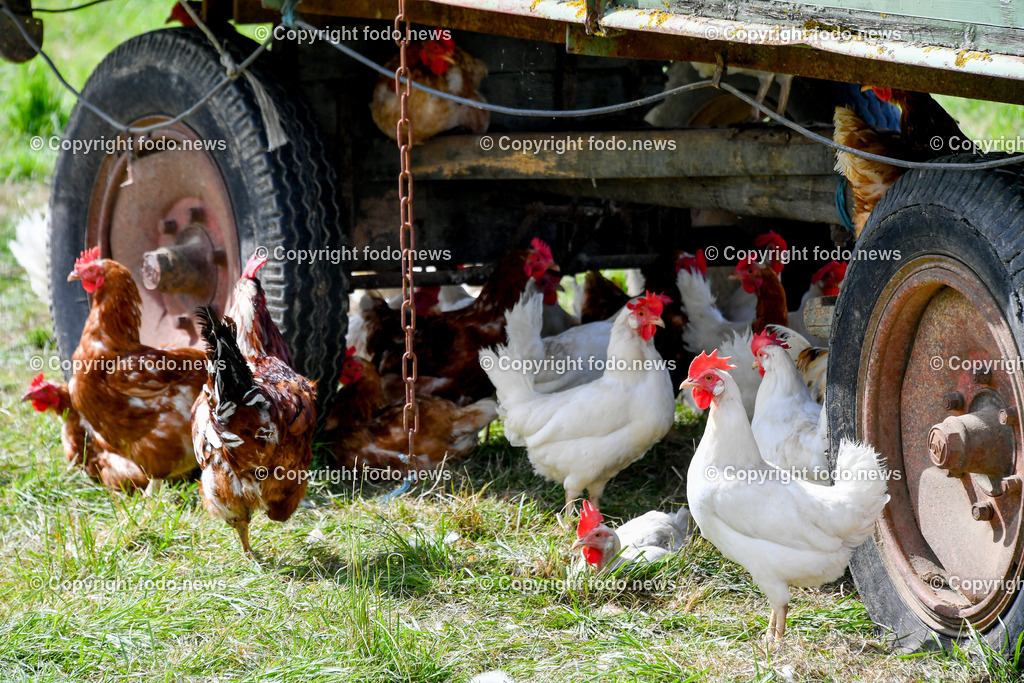 Deutschland_ Baden-Wuerttemberg_ Ebersbach an der Fils_ 23.07.2025-14 | 23.07.2025, Deutschland, GER, Baden-Wuerttemberg, Ebersbach an der Fils, im Bild Themenbild, Landwirtschaft, Bauernhof, Tiere, Huhn, Huehner, Hühner, Hennen, Haehne, Hahn, Hähne, Helndl, Freilandhuehner, Freilandhaltung,  Nutztiere, Feature, Symbolbild