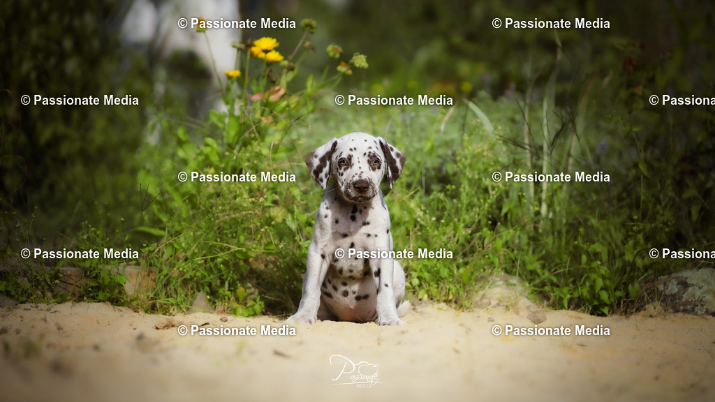 DSC05967 | Passionate Media, dein Fotograf aus Brandenburg, Märkisch Oderland, im Bereich Motorsport, Autos und Motorräder sowie Events und auch Hunde. Shootings oder auch Eventbegleitungen können bei mir gebucht we