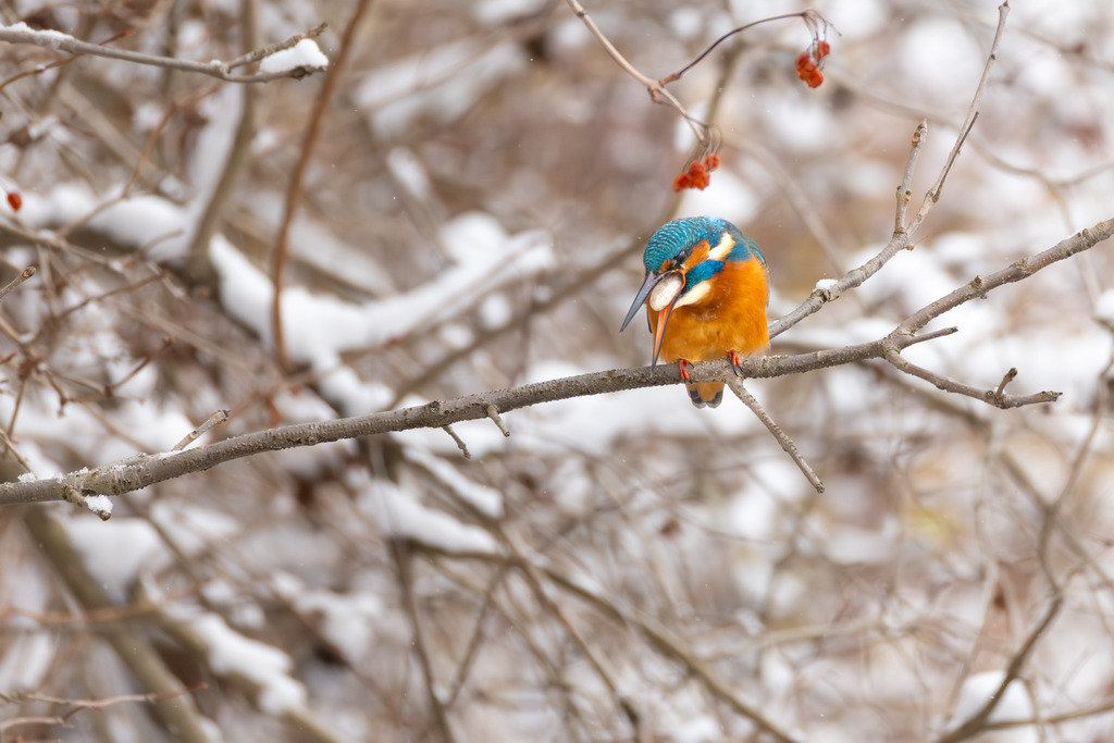 Der Eisvogel | Der Eisvogel (Alcedo atthis) ist aufgrund seines leuchtend bunten Gefieders und seiner pfeilschnellen Jagdweise eine der auffälligsten und schönsten Vogelarten Mitteleuropas. Er wird oft als "fliegender Edelstein" bezeichnet und dient als wichtiger Indikator für die Gesundheit und Naturnähe von Gewässern. - Realisiert mit Pictrs.com