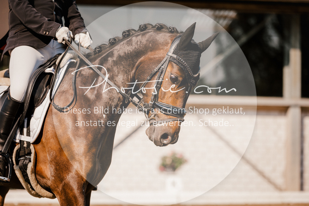 3I6A8905 | Stimmungsvolle Portraits und Reitsportfotografie im Ruhrgebiet und im Münsterland.

Pferdefotografie, Hundefotografie, Tierfotografie, Reportagen, Portraits von Tier und Mensch, Turnierfotografie in Bochum, Recklinghausen, Marl, Haltern am See, Dülmen.. - Realisiert mit Pictrs.com