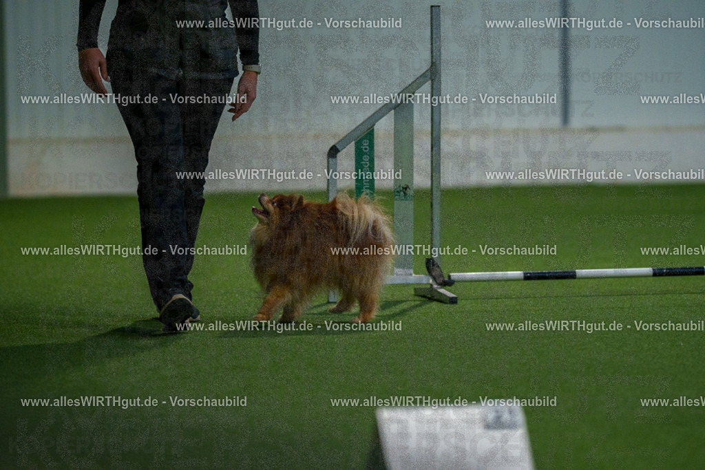 7R506810 | Professionelle Tierfotografie in Mönchengladbach von Daniel Wirth (allesWIRTHgut). Liebevolle & natürliche Bilder von Hunden & Katzen für unvergessliche Erinnerungen.