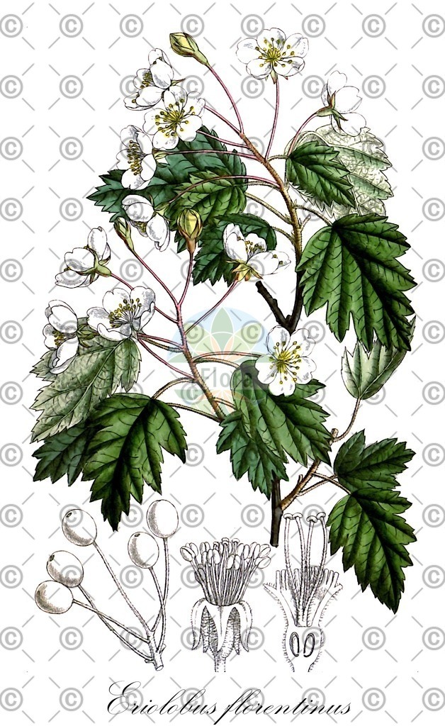 HistAbb_wfo-0000415025_1_ENZY_Simple | Historische Abbildung von Eriolobus florentinus - Rosaceae | Historical Illustration of Eriolobus florentinus - Rosaceae