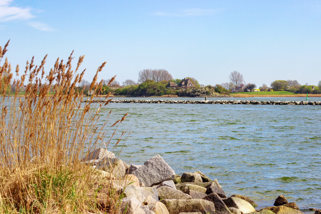 Wandbild: Schilf in Arnis an der Schlei | Dieses Wandbild im Querformat zeigt Schilf am Schleiufer in Arnis. Dahinter befinden sich zahlreiche Steine. Am Schleiufer auf der anderen Seite kann man ein Haus erahnen. Der blaue Himmel ist fast wolkenlos. - Realisiert mit Pictrs.com