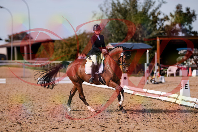 2026_10_03_Siefer-Hof_131846_Z81_66468787 | Professionelle Reitsport-, Turnier- und Eventfotografie von Robert Broda. Galerien mit ausgewählten und bearbeiteten Bildern direkt online ansehen und bestellen.