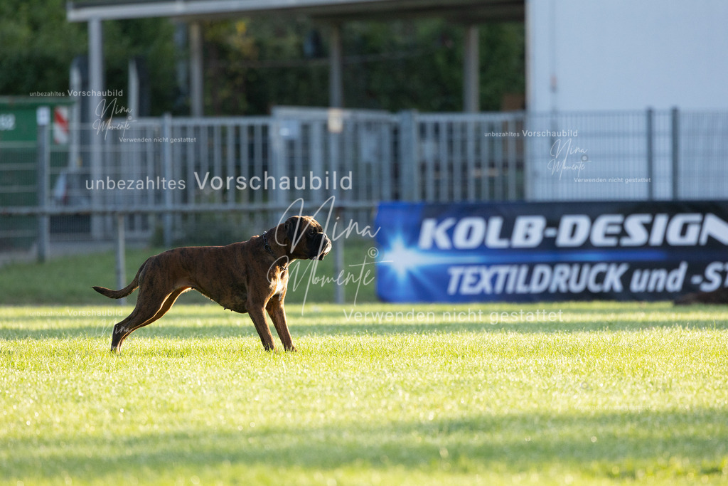 _16A5993 | Einzigartige Fotos von Hunden & Menschen –Actionfotos, Portraits, Vereinsaufnahmen & Paarshootings – authentisch, lebendig & mit Herz.