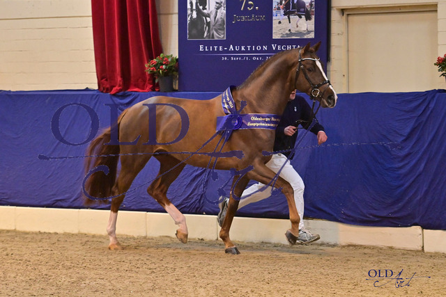 Coeur Rouge v Conthargos - Casall - Cassini I DSC_4080 | <meta name="description" content="★Offizieller Merchandise und Foto-/Videostore des Oldenburger Verbandes.★ ✅Jetzt auch digital Ausdrucke erhältlich." />
<meta name="keywords" content="Merchandise Foto-/Videostore Oldenburger Verband Photographie 