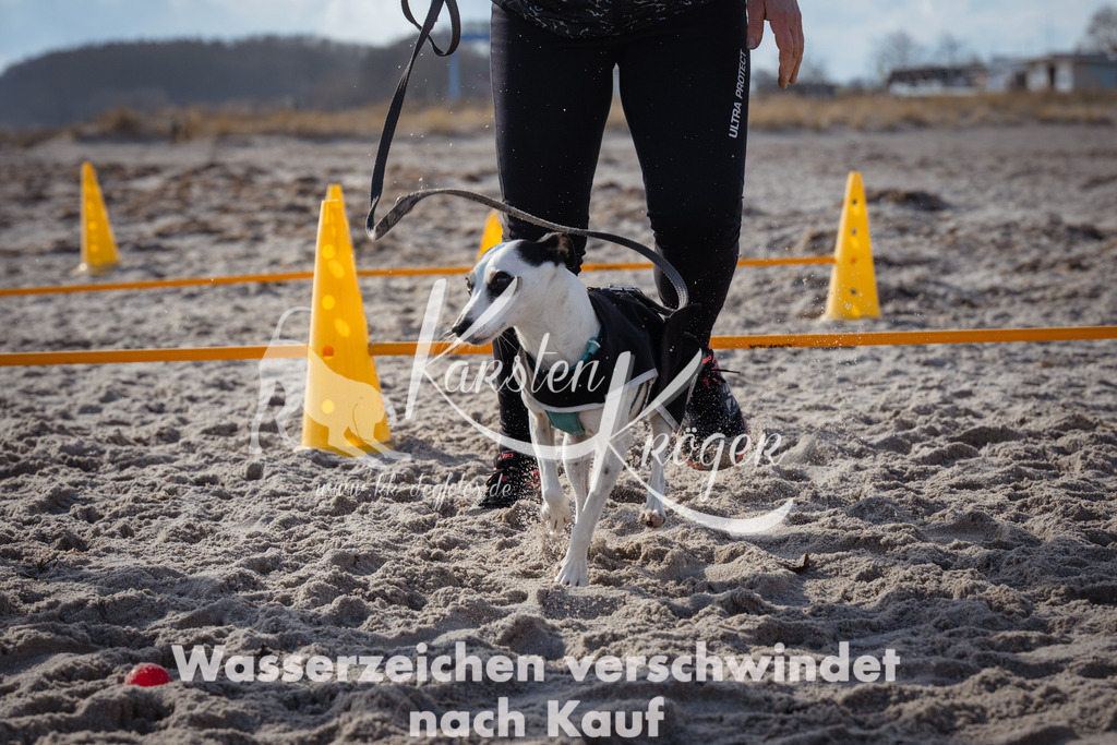 1256_ZZ99609 | kk-dogfotos