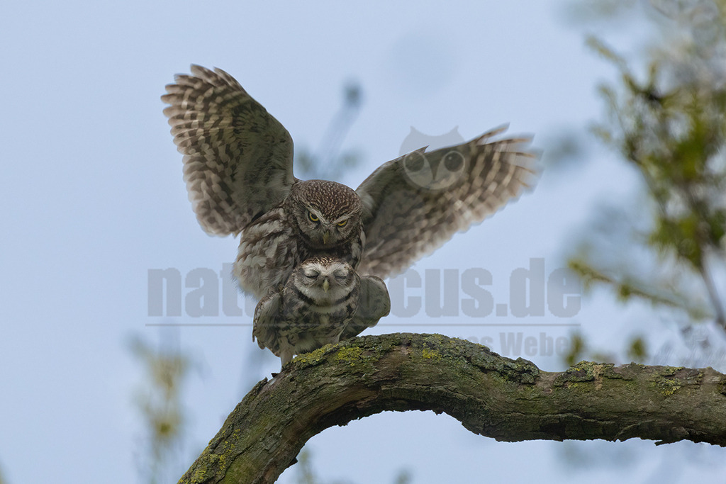 R6NF0478_20250418 | Der Steinkauz ist eine kleine, kurzschwänzige Eulenart aus der Familie der Eigentlichen Eulen. Das Verbreitungsgebiet des Steinkauzes erstreckt sich über Eurasien und Nordafrika. Er ist ein charakteristischer Bewohner der Baumsteppe mit spärlicher oder niedriger Vegetation und jagt bevorzugt auf dem Boden. - Realisiert mit Pictrs.com