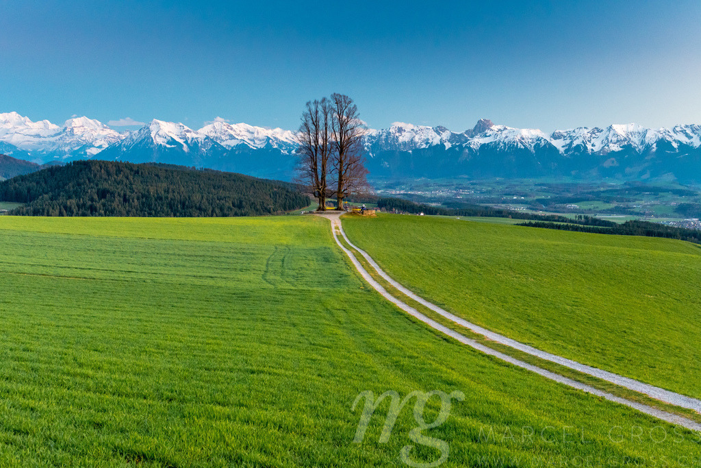 Feldweg zur Linde auf dem Ballenbühl, Emmental | Die ideale Geschenkidee für Naturliebhaber. Naturbilder von Marcel Gross Photography für ihr Zuhause in den verschiedensten Formaten und Materialien. - Realisiert mit Pictrs.com