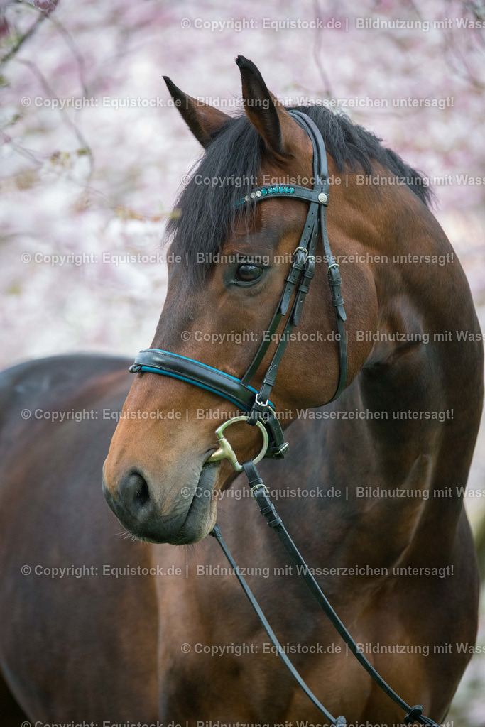 20160413_Pferd_in_Kirschbl__te_0005 | equistock