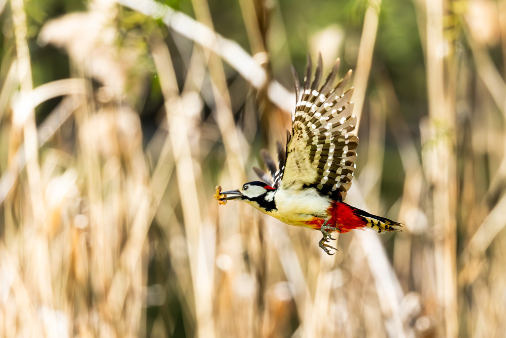 Der Buntspecht | Der Buntspecht (Dendrocopos major) gehört zu den bekanntesten und häufigsten Vogelarten Mitteleuropas und ist ein unverzichtbarer Bewohner unserer Wälder, Parks und Gärten. Er fällt nicht nur durch sein auffälliges, kontrastreiches Gefieder ins Auge, sondern vor allem durch seine charakteristischen Tätigkeiten: das laute Hämmern gegen Baumstämme, das sogenannte Trommeln, und die damit verbundene Suche nach Nahrung und das Anlegen von Bruthöhlen. Als „Baumdoktor“ spielt er eine wichtige ökologische Rolle bei der Kontrolle von Schadinsekten in Holzbeständen. - Realisiert mit Pictrs.com