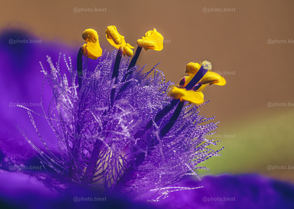 Perlenstränge | Blüte einer Dreimasterblume. - Realisiert mit Pictrs.com