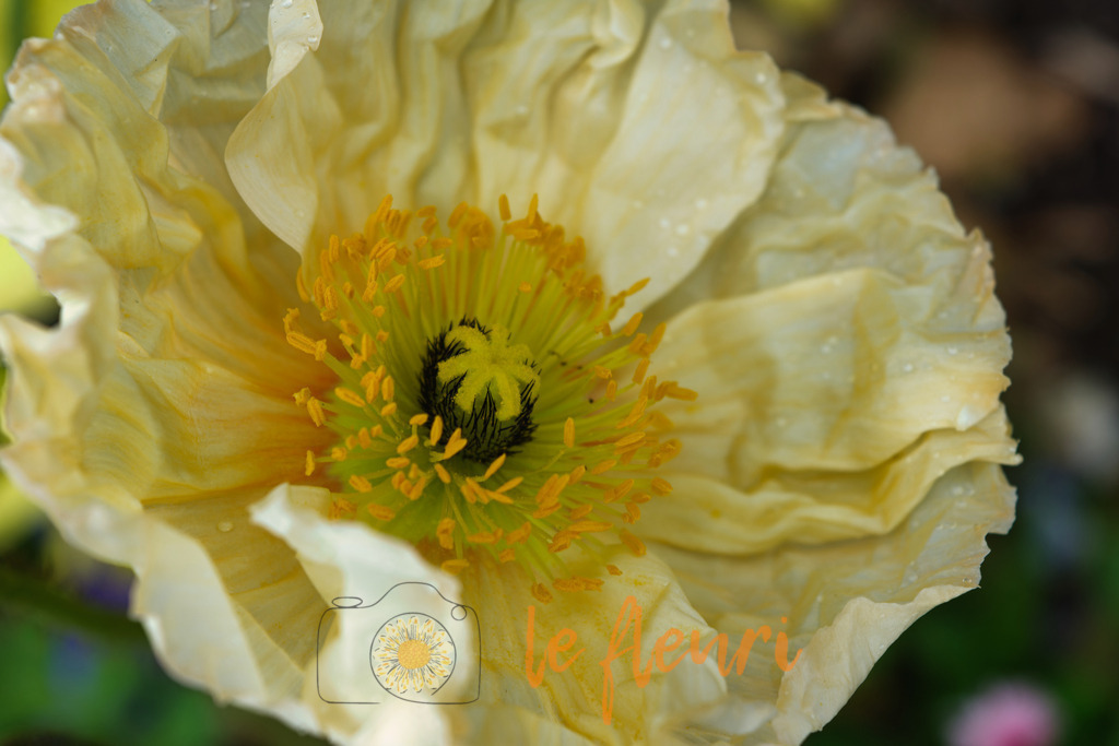 DSC_0146-NEF_DxO_DeepPRIME (1) | Dies ist der Shop von Florian Blum - le fleuri. Langenthal, Bern, Schweiz. Sie können hier meine oder ihre eigenen Fotos als Fotoprodukte kaufen. Tassen, Schlüsselanhänger, Taschen etc. können Sie hier gestalten.  - Realisiert mit Pictrs.com