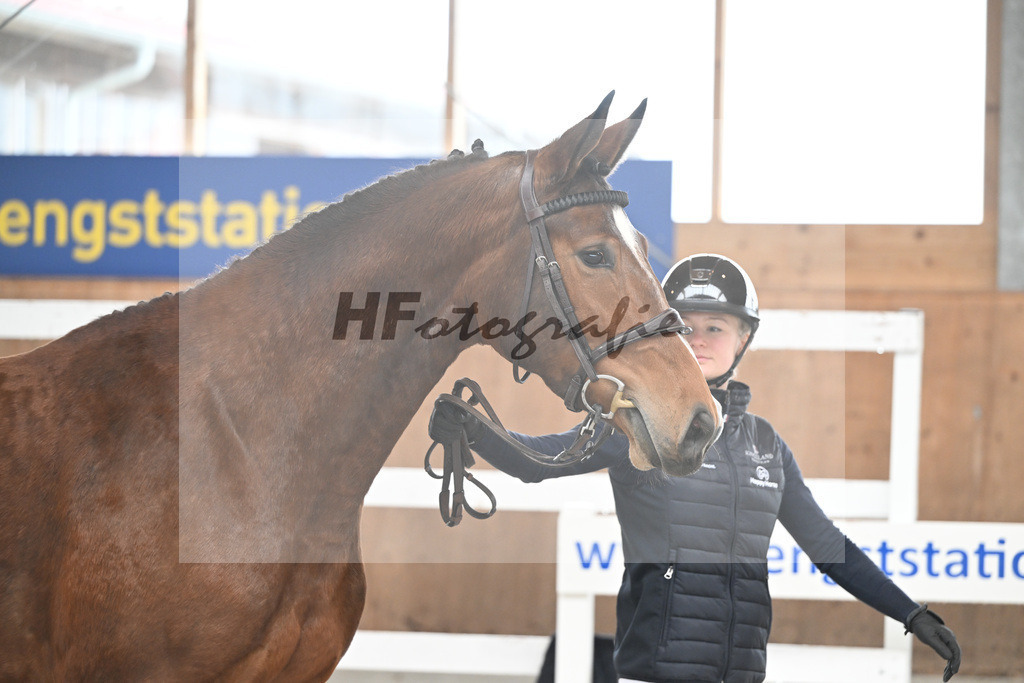 Kat-Nr. 13 Coralee M v. Aganix Du Seigneur_Meindl_14260493 | hf-fotografie - Realisiert mit Pictrs.com