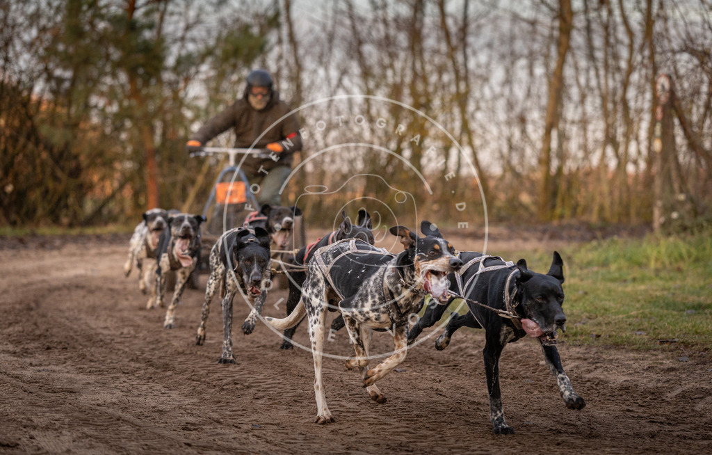 Pfotenfotografie_DV3A5887 | Hundefotografie, Tierfotograf, Pfotenfotografie, Fotoshooting Hund, Hunde Portrait, Hundesport, Hundeportraits, Heideshooting, Hunde, Sportfotograf, Hundefotograf, Turnierhundsport, THS,  - Realisiert mit Pictrs.com