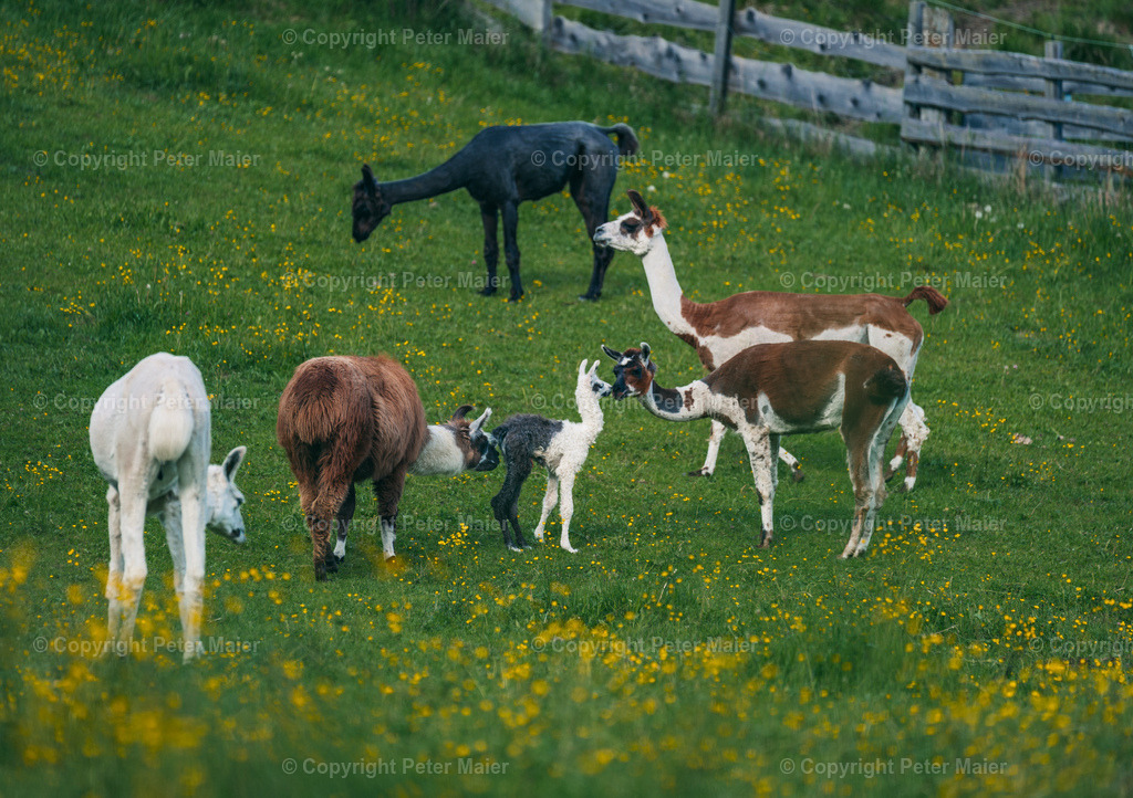 Mallnitz_24-148 | piet_flosse