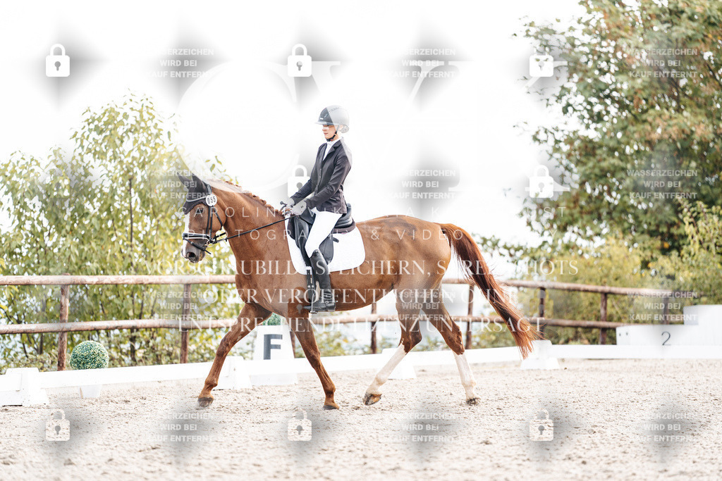 CK900557 | Turnierfotografie Pferdefotografie Trier Rheinland-Pfalz Pferdesport Reitsport Tierfotografie Sportfotografie Pferdevideo Pferdevideografie Equestrianvideography equestrianphotography  - Realisiert mit Pictrs.com