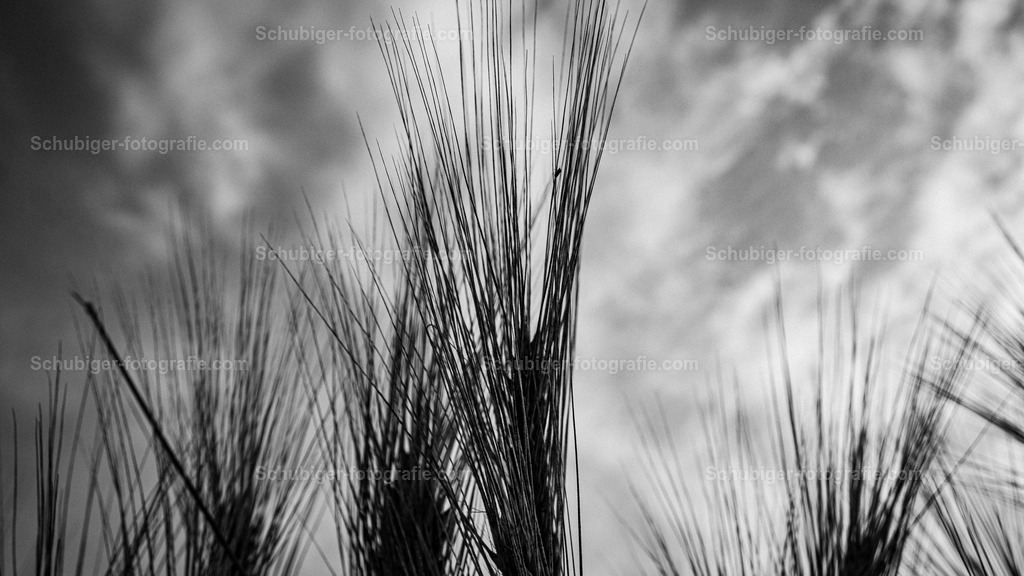 Weizen | Weizen - Realisiert mit Pictrs.com