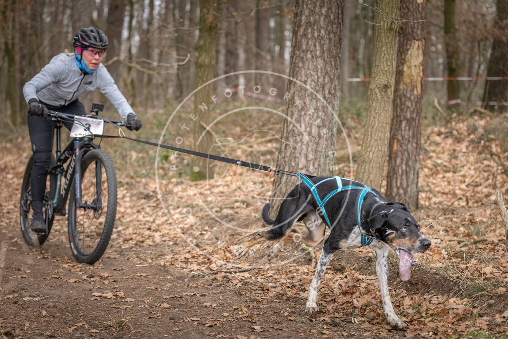 Pfotenfotografie_DV3A6391 | Hundefotografie, Tierfotograf, Pfotenfotografie, Fotoshooting Hund, Hunde Portrait, Hundesport, Hundeportraits, Heideshooting, Hunde, Sportfotograf, Hundefotograf, Turnierhundsport, THS,  - Realisiert mit Pictrs.com
